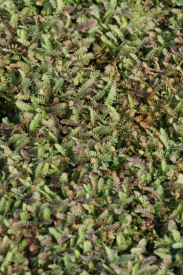 Bild von Leptinella squalida