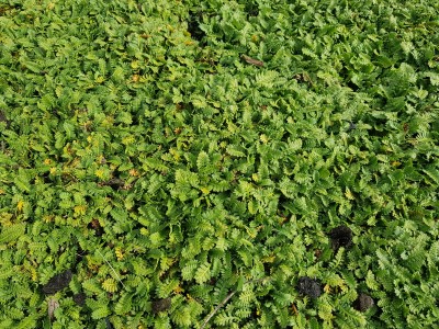 Bild von Leptinella sericea