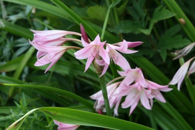 Bild von Crinium x-powellii