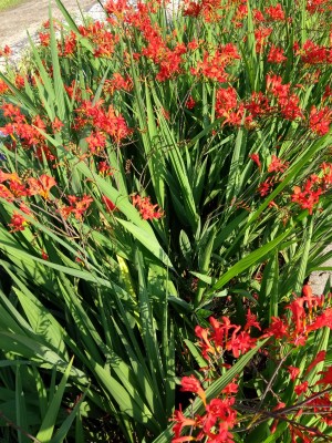 Bild von Crocosmia x-crocosmiflora Lucifer