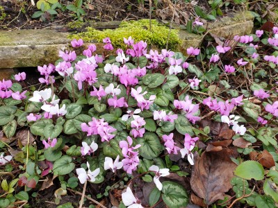 Bild von Cyclamen hederifolium neap. 