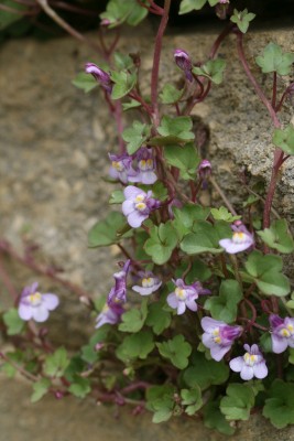 Bild von Cymbalaria muralis