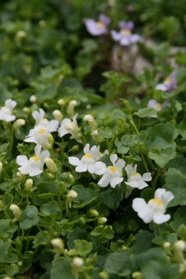 Bild von Cymbalaria muralis Alba