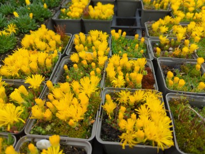 Bild von Delosperma congestum