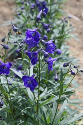Bild von Delphinium x-belladonna Atlantis