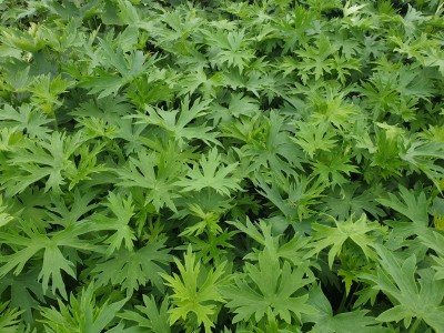 Bild von Delphinium x-belladonna Casa Blanca