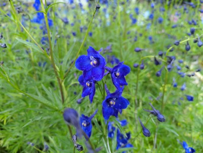 Bild von Delphinium x-belladonna Kl.-Nachtmusik