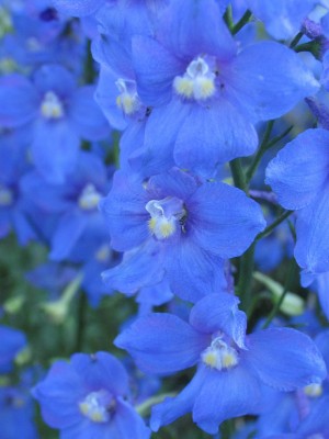 Bild von Delphinium x-belladonna Piccolo
