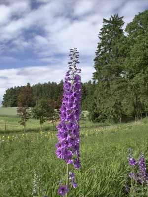 Bild von Delphinium x-elatum Abendleuchten