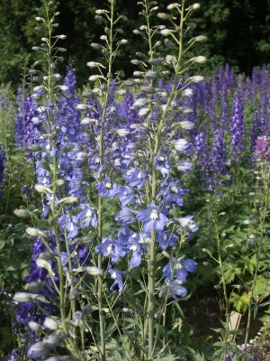 Bild von Delphinium x-elatum Azurriese