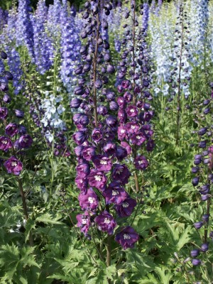 Bild von Delphinium x-elatum Christl