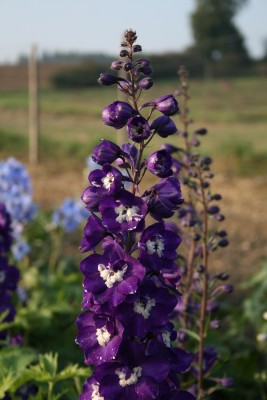 Bild von Delphinium x-elatum Elmfreude