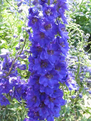 Bild von Delphinium x-elatum Faust