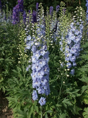 Bild von Delphinium x-elatum Harlecijn