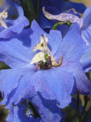 Bild von Delphinium x-elatum Jubelruf