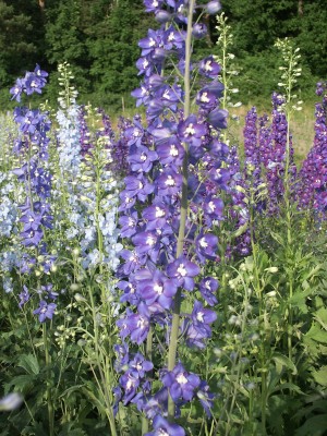 Bild von Delphinium x-elatum Lanzenträger