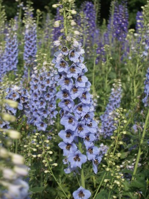 Bild von Delphinium x-elatum Neptun