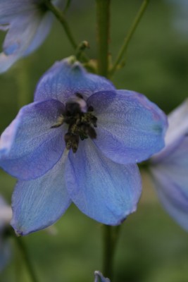 Bild von Delphinium x-elatum Perlmutterbaum