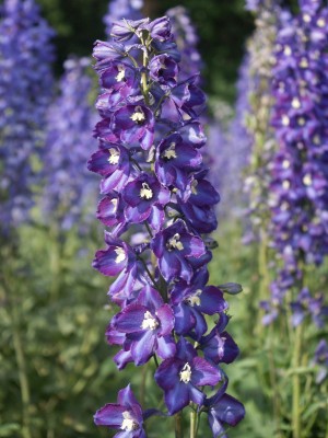 Bild von Delphinium x-elatum Sternennacht