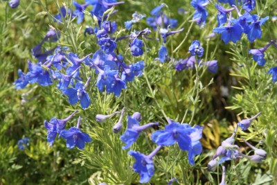 Bild von Delphinium gandifl. Blauer-Zwerg
