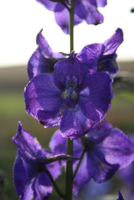 Bild von Delphinium x-cult. Pacif. Black Knight