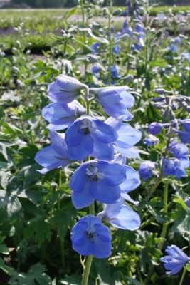 Bild von Delphinium x-cult. Summer-Skies
