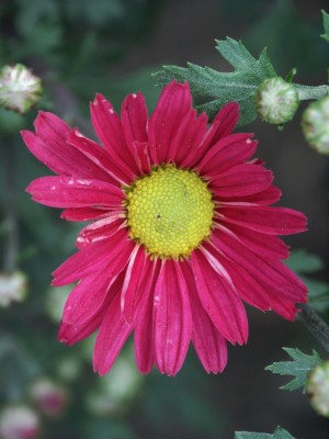 Bild von Chrysanthemum x-cult. Ahlemer-R.