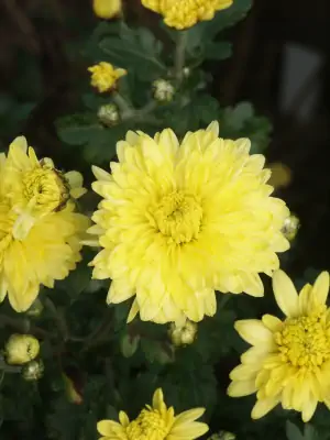 Bild von Chrysanthemum x-cult. Citronella