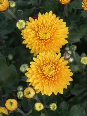 Bild von Chrysanthemum x-cult. Golden-Orfe