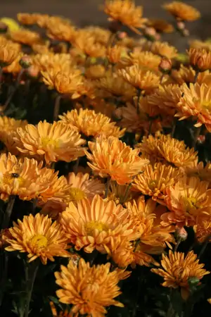 Bild von Chrysanthemum x-cult. Kl.Bernst.