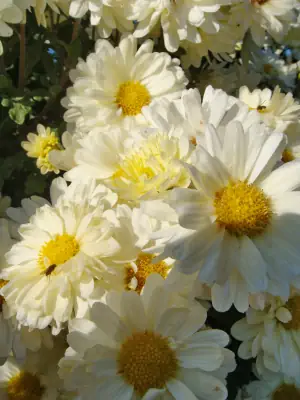 Bild von Chrysanthemum x-cult. Poesie
