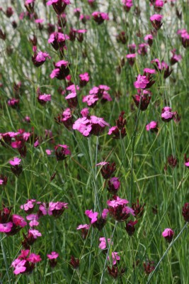 Bild von Dianthus carthusianorum