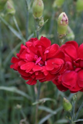 Bild von Dianthus plumarius Desmond