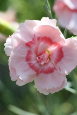 Bild von Dianthus plumarius Doris