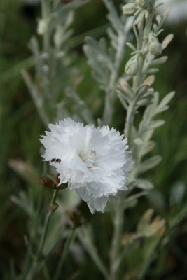 Bild von Dianthus plumarius Alba
