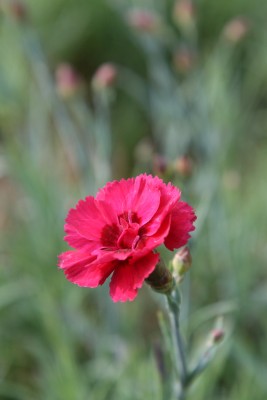 Bild von Dianthus plumarius Munot