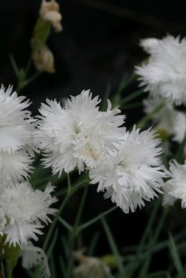 Bild von Dianthus plumarius Ohrid