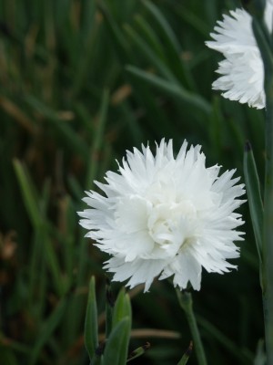 Bild von Dianthus plumarius weiß-gefüllt