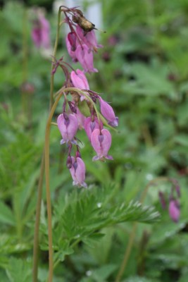 Bild von Dicentra eximia