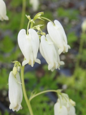 Bild von Dicentra eximia Alba