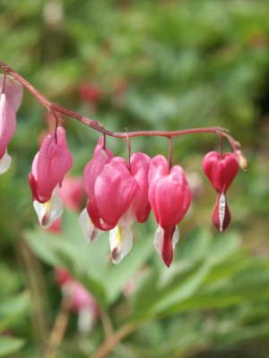 Bild von Dicentra spectabilis