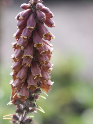 Bild von Digitalis parviflora