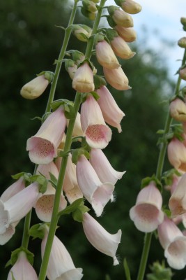 Bild von Digitalis purpurea Apricot