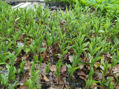 Bild von Disporopsis pernyi