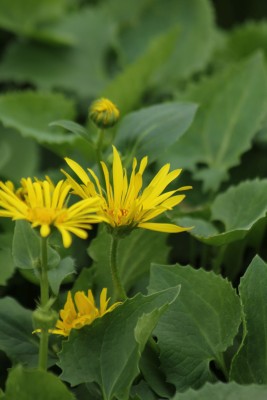 Bild von Doronicum orientale