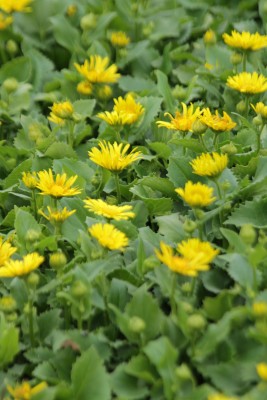 Bild von Doronicum orientale Little Leo