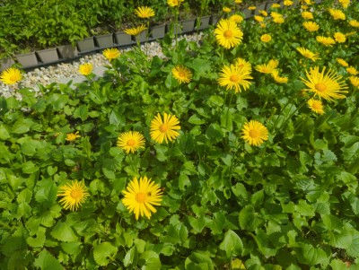 Bild von Doronicum orientale Magnificum