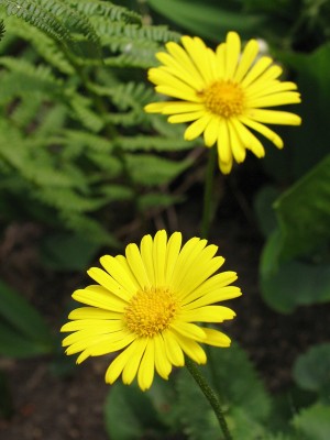 Bild von Doronicum orientale Riedels-Goldkr