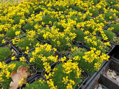 Bild von Draba bruniifolia