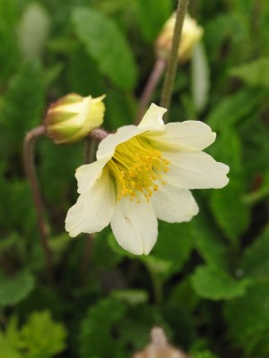 Bild von Dryas x-suendermannii